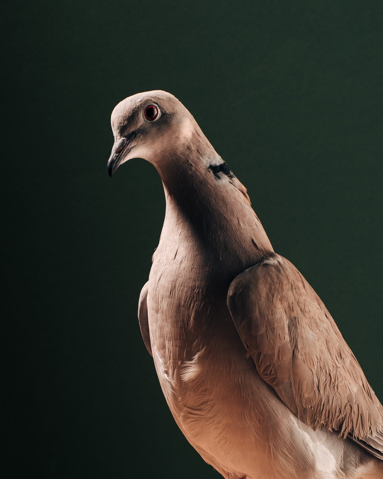 pigeon photos